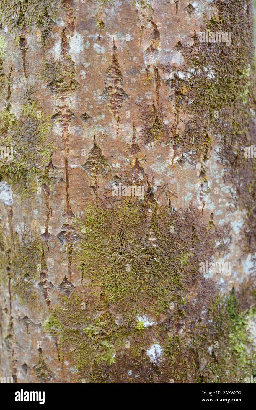 Closeup detail of Goat Willow tree bark, Salix caprea with Liverwort,  Dilated Scalewort, Frullania dilatata, Wales, UK Stock Photo