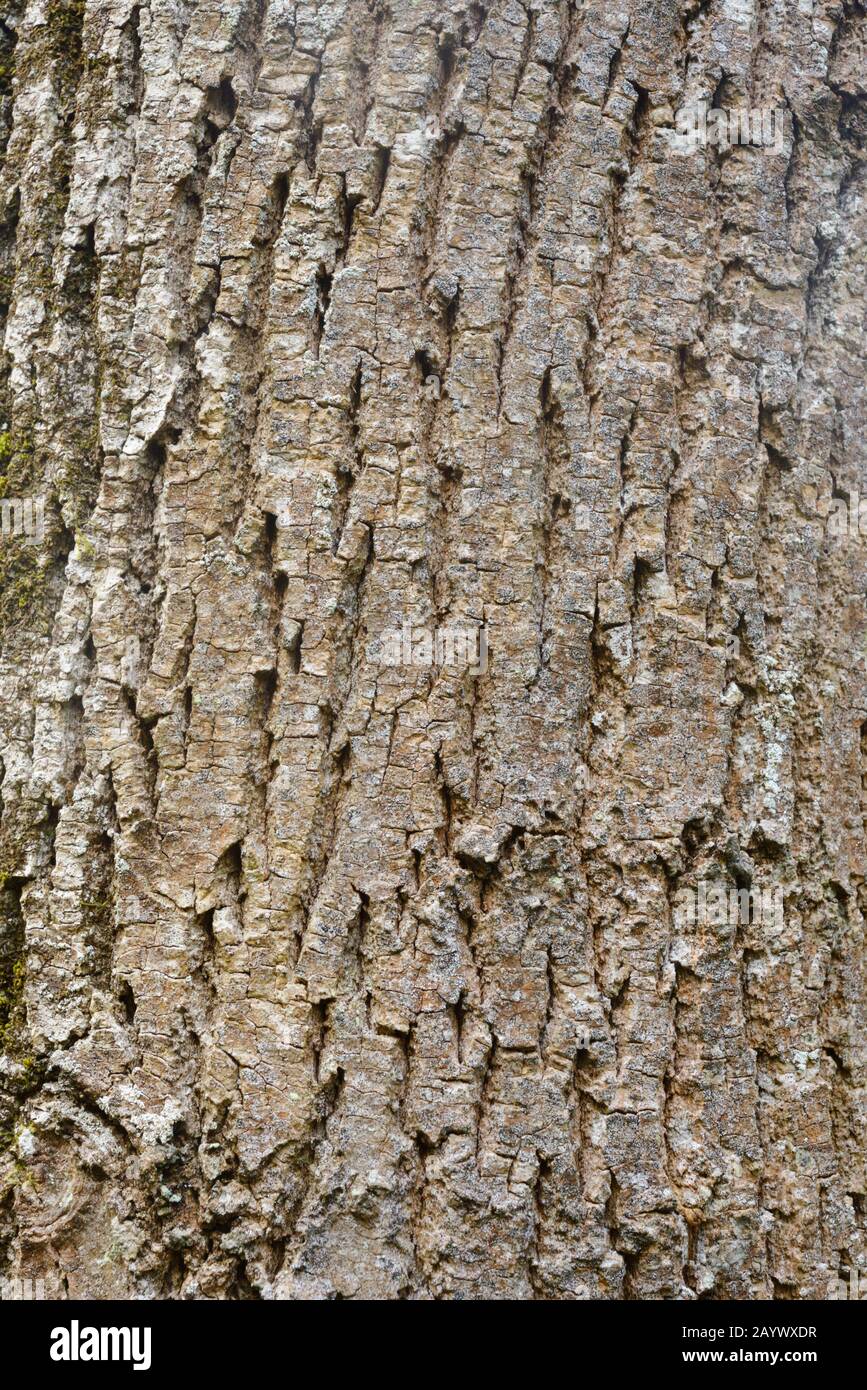 Closeup detail of European Ash  tree bark, Fraxinus excelsior, Wales, UK Stock Photo