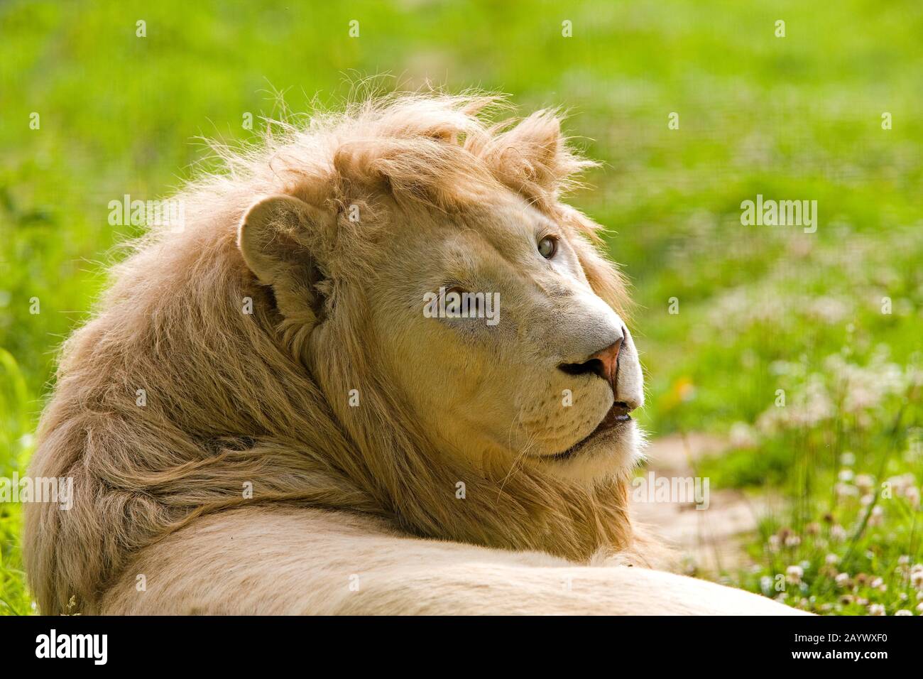 WHITE LION panthera leo krugensis Stock Photo - Alamy