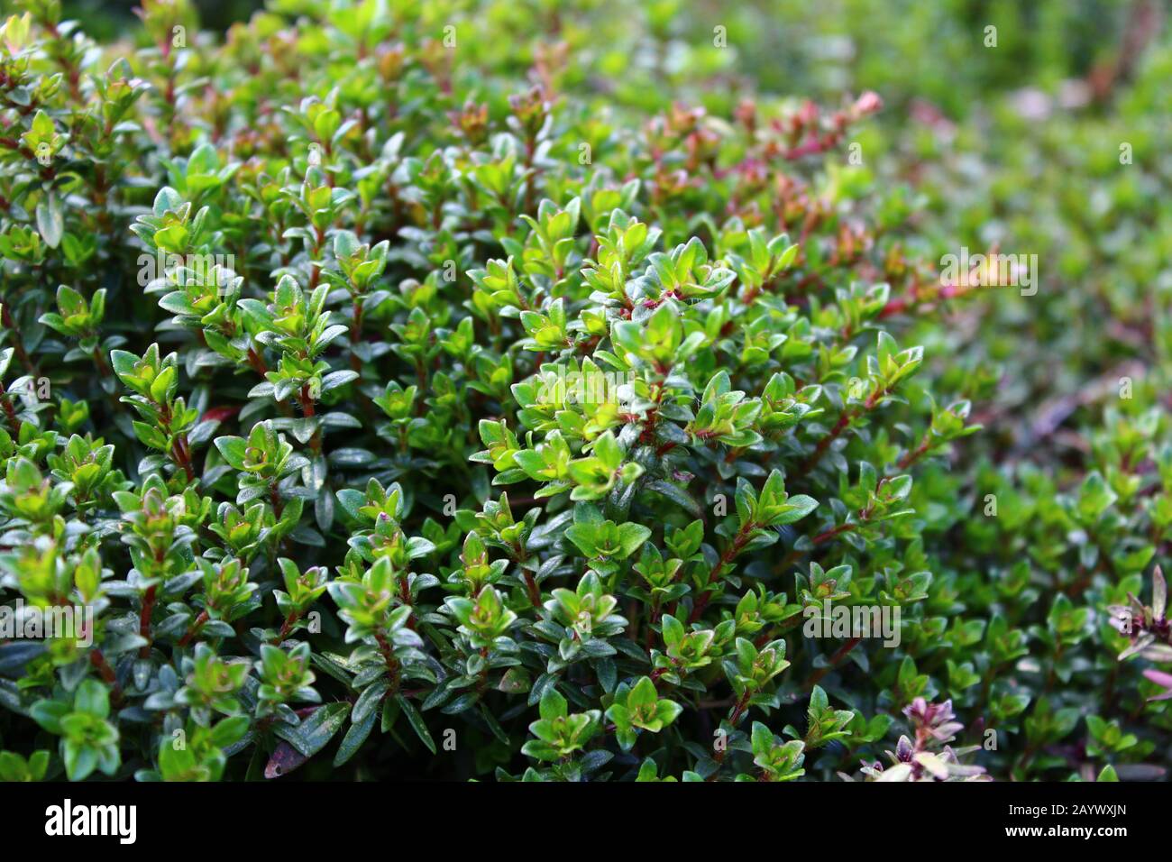 The Picture Shows Thyme In The Summer In The Garden Stock Photo