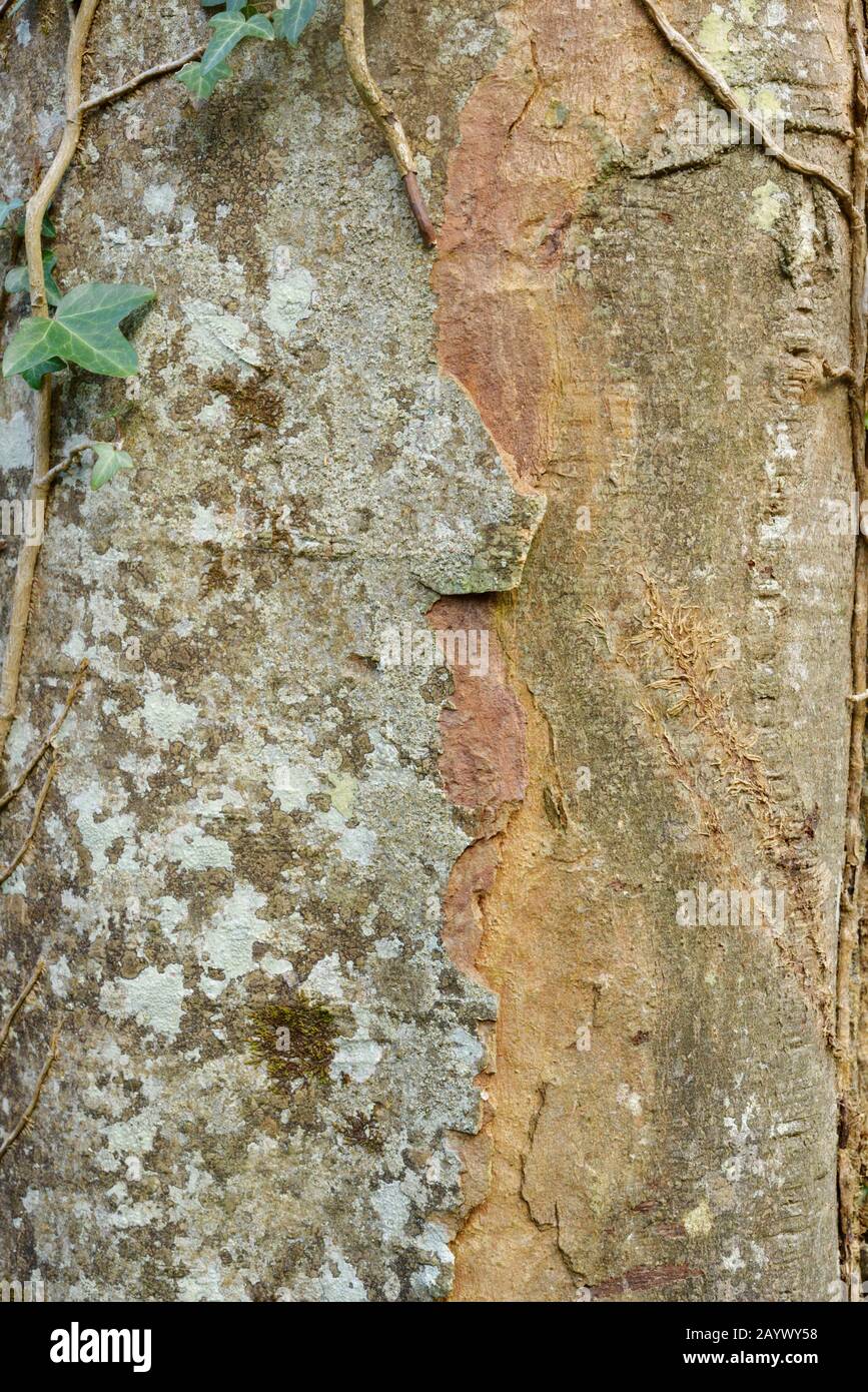 Closeup detail of Sycamore  tree bark,Acer pseudoplatanus, Wales, UK Stock Photo