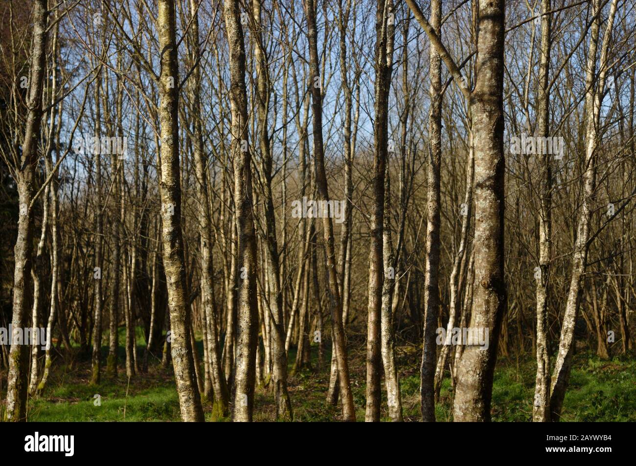 Betula pendula, Silver Birch woodland, Wales, UK. Stock Photo