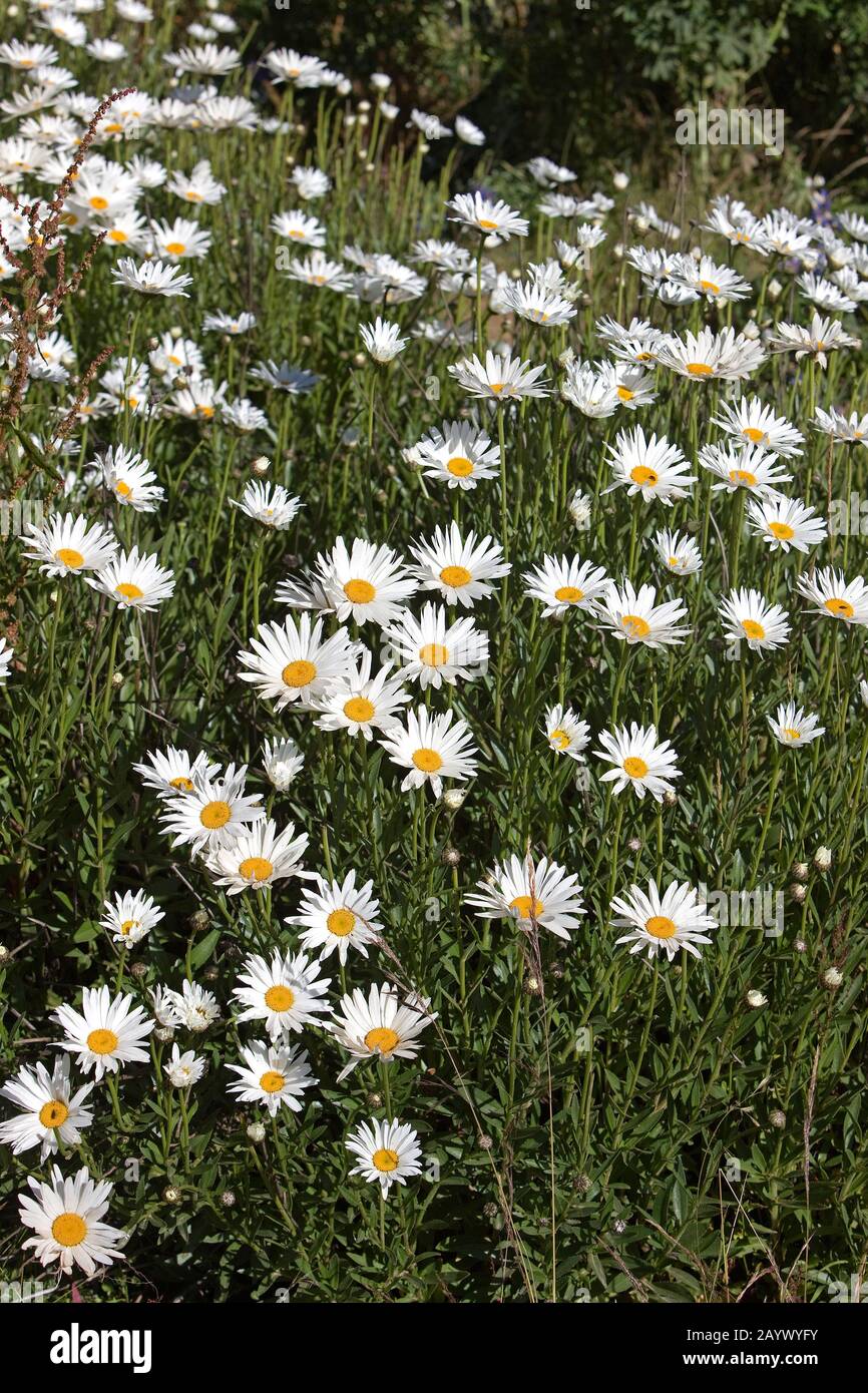Daisy Flowers in Peru Stock Photo