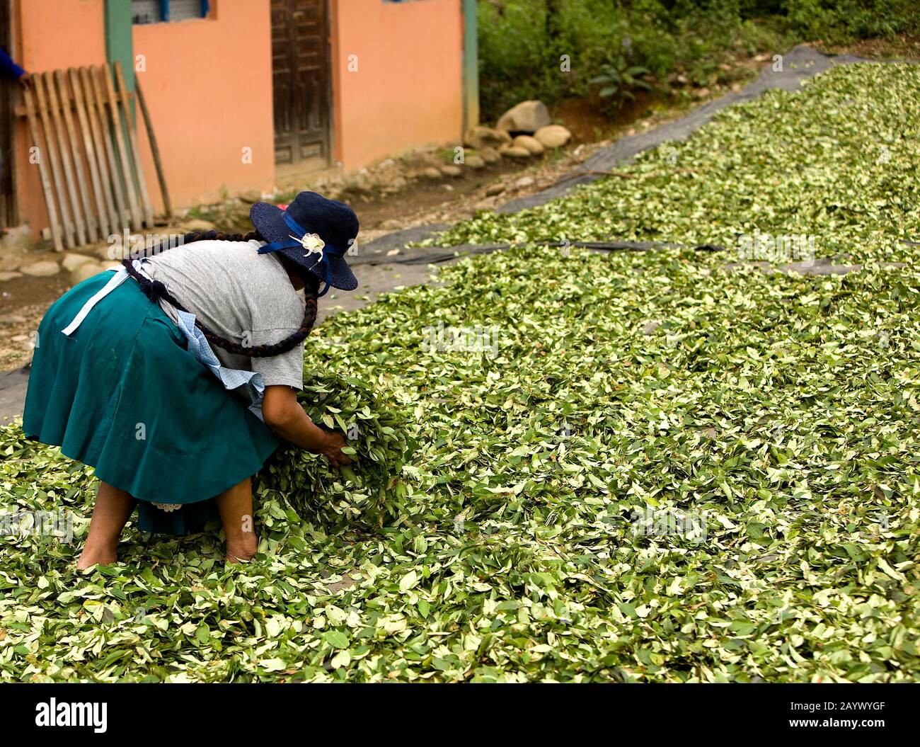 Coca, erythroxylum coca, Leafs producing Cocaine, Woman mooving Drying Leaves at Pilcopata Village inb Peru Stock Photo