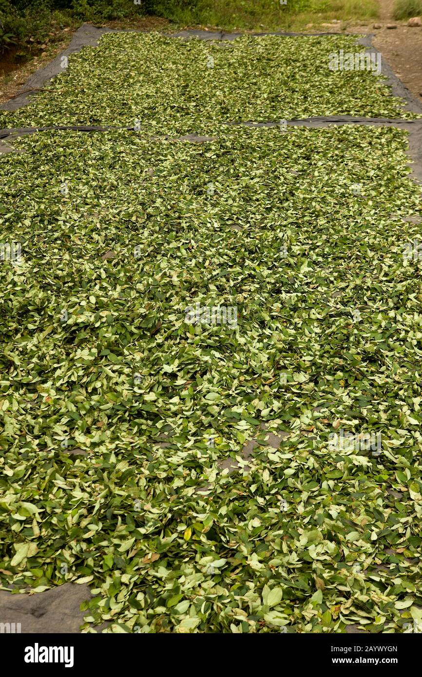 Coca, erythroxylum coca, Leafs producing Cocaine, Drying Leaves at Pilcopata Village inb Peru Stock Photo