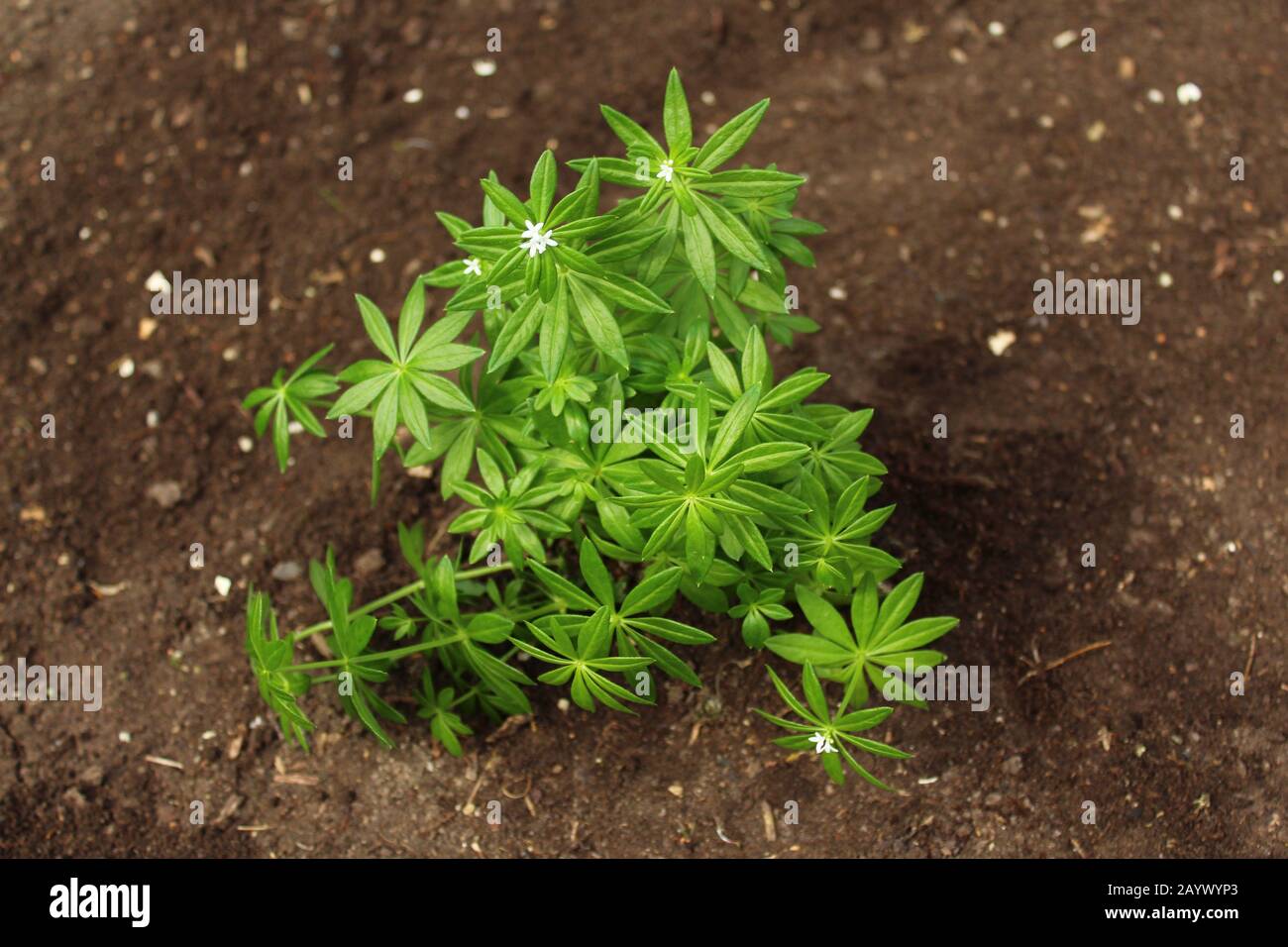 The picture shows woodruff in the garden in the ground Stock Photo