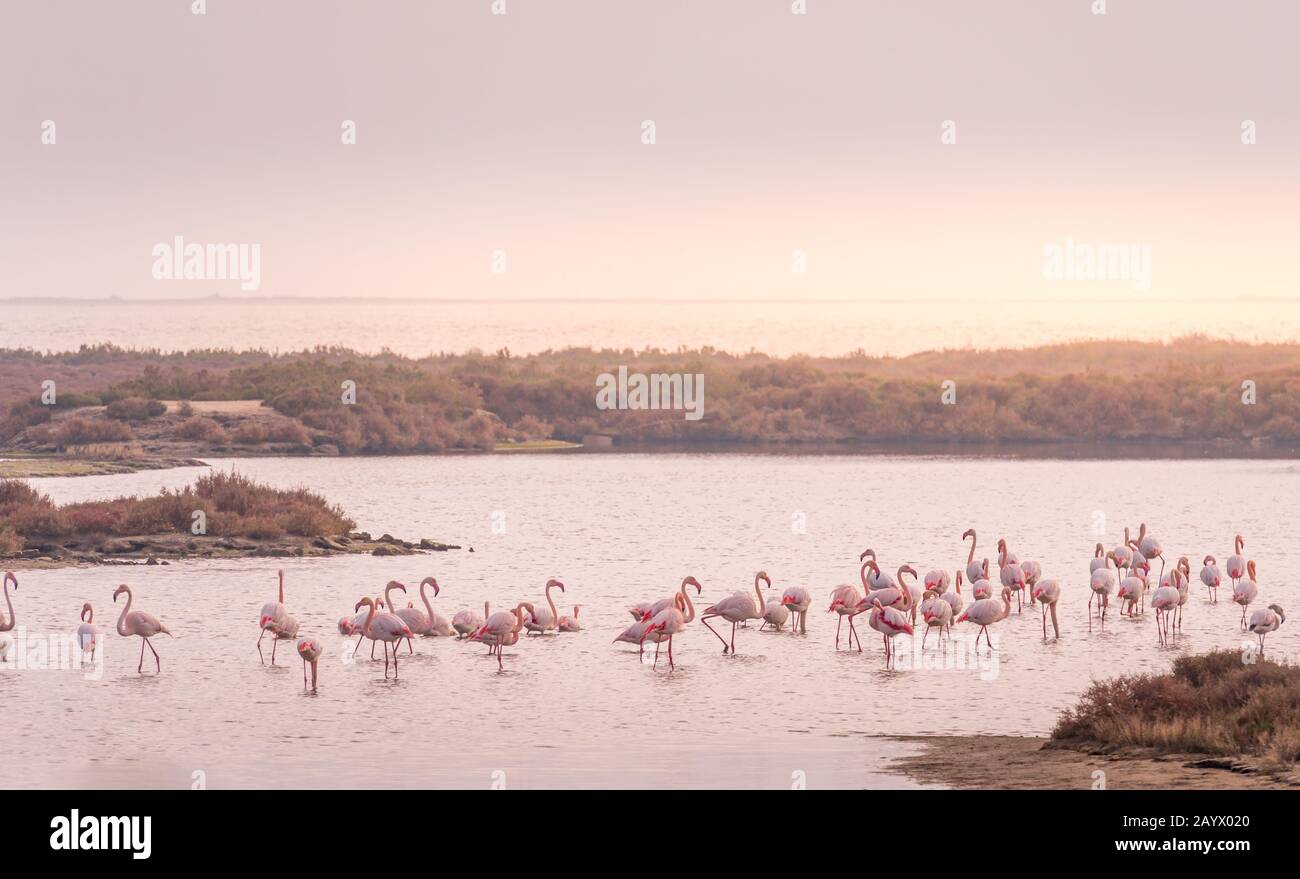 Greater flamingo group at Ebro Delta Natural Park. Stock Photo