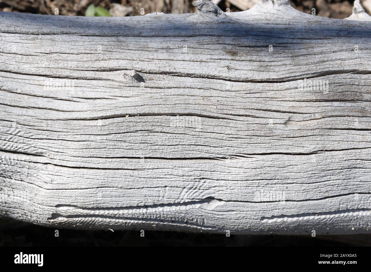 Closeup of a piece of white driftwood Stock Photo