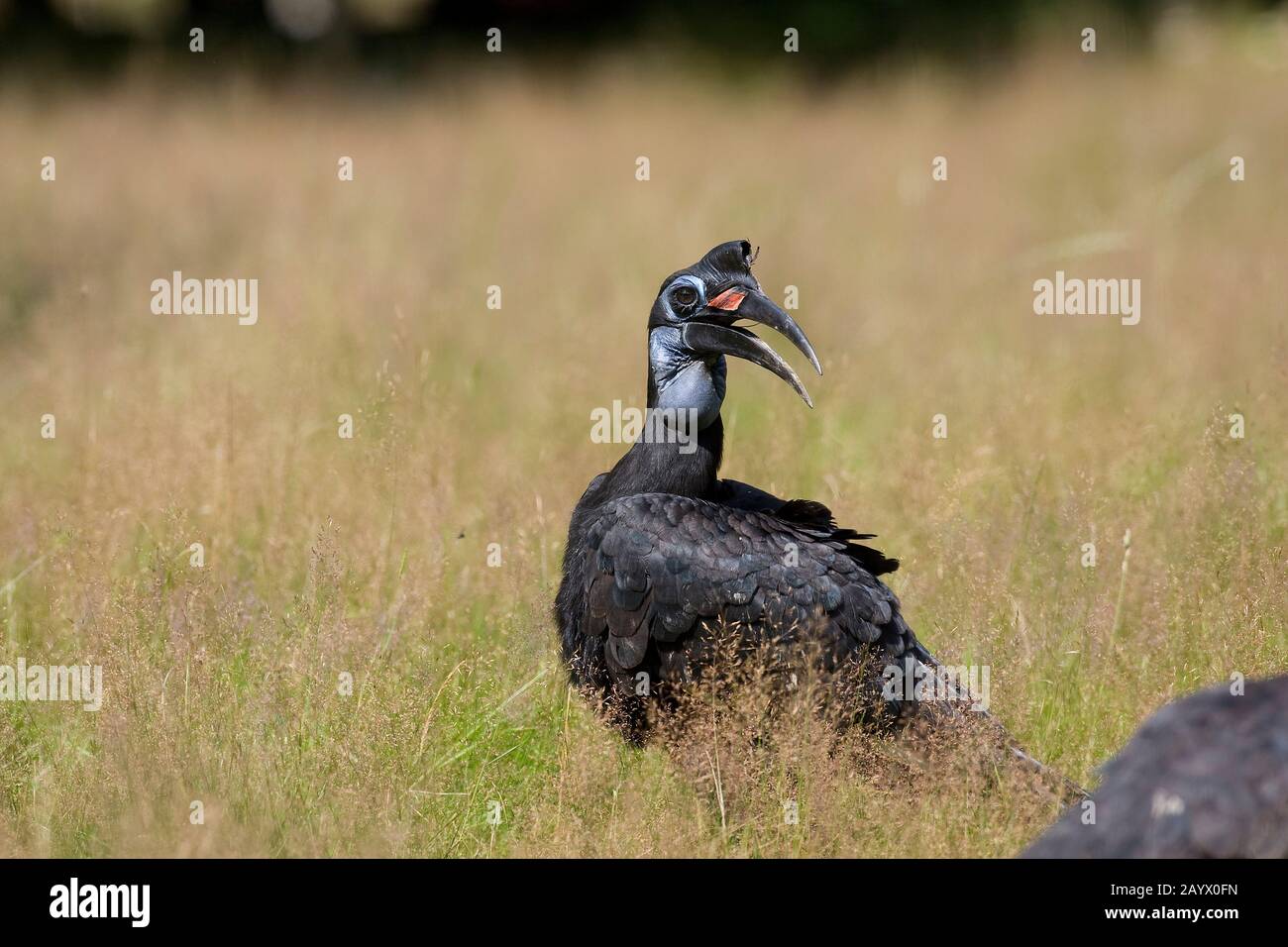 ABYSSIAN GROUND HORNBILL OR NORTHERN GROUND HORNBILL bucorvus abyssinicus Stock Photo