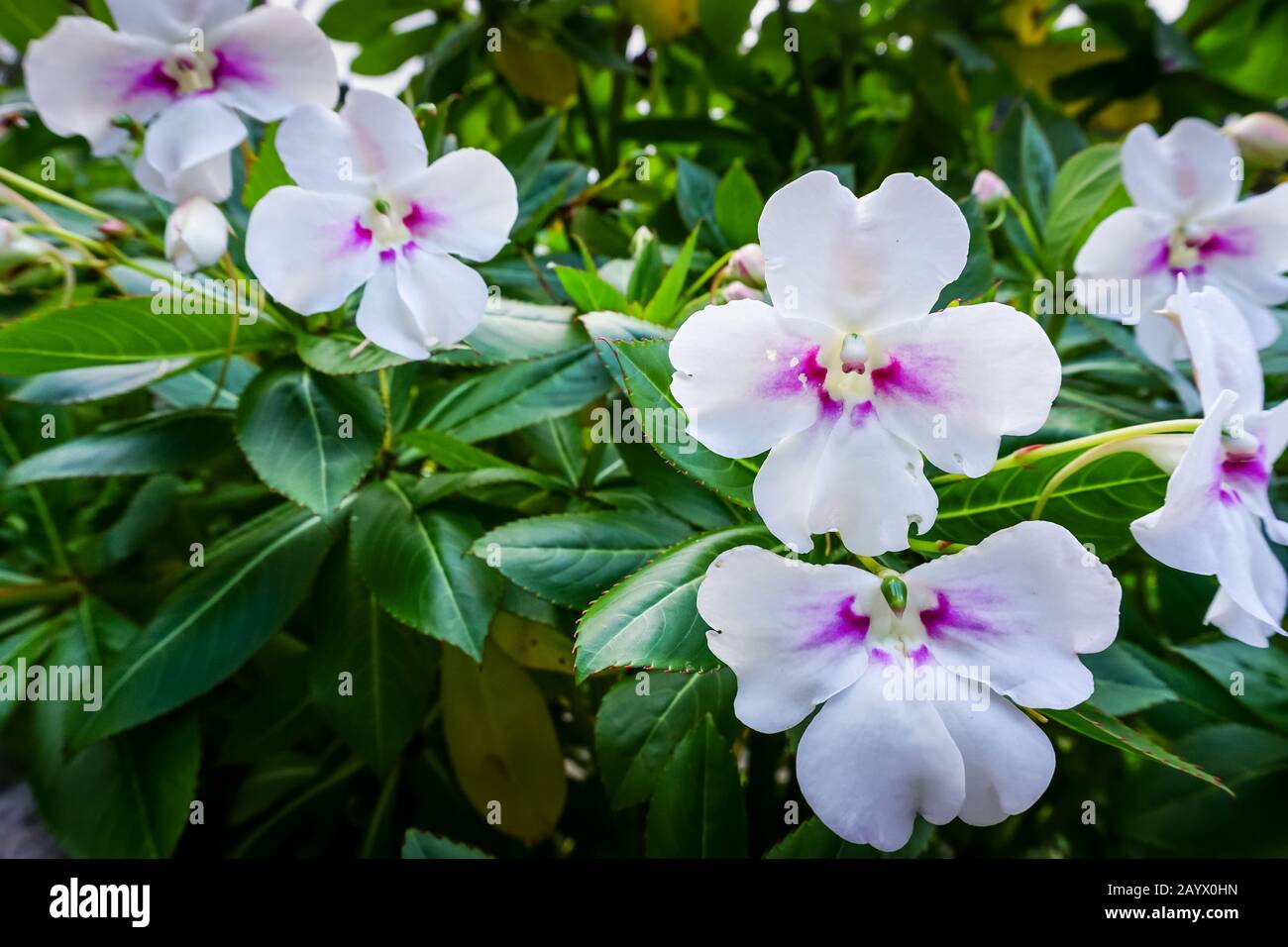white flowers clustered on a bush Stock Photo