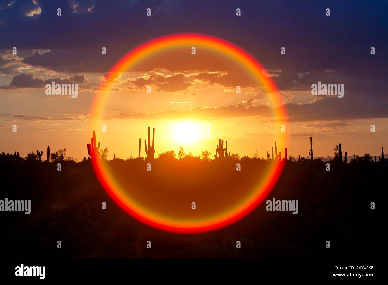 Sunset silhouetting saguaro cacti in the Sonoran desert near Phoenix Arizona, USA. Stock Photo