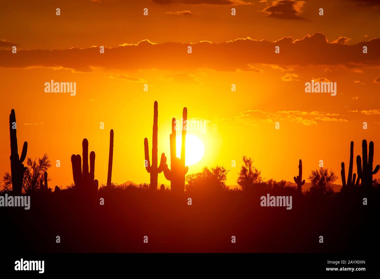 Sunset silhouetting saguaro cacti in the Sonoran desert near Phoenix Arizona, USA. Stock Photo