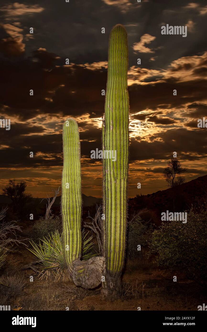 Saguaro cactus near phoenix hires stock photography and images Alamy