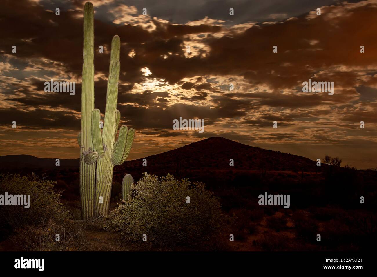 Saguaro Cactus at Sunset near Phoenix, Arizona. USA. Stock Photo