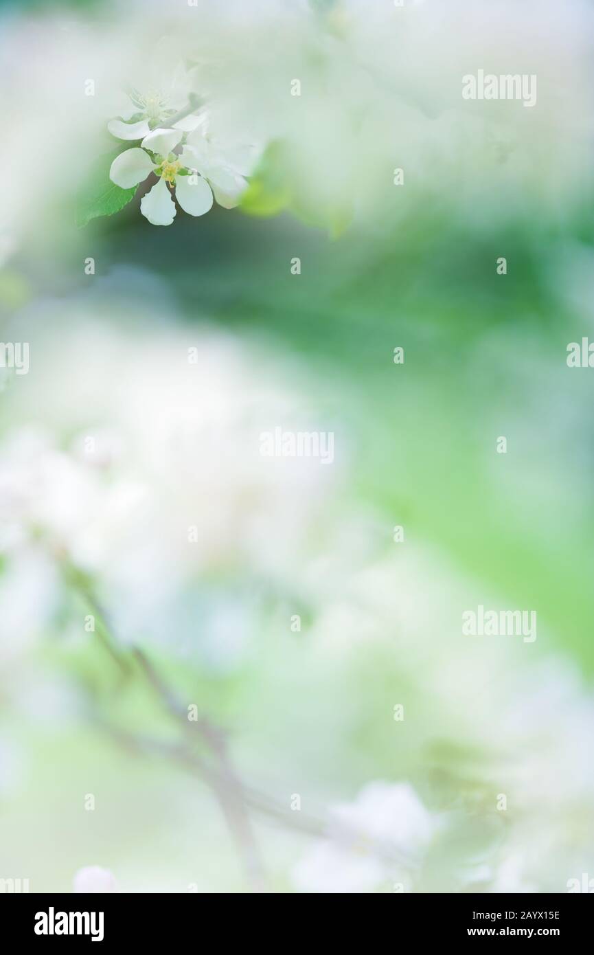 Apple blossoms Stock Photo