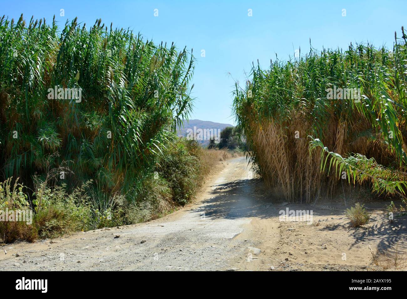 Greece, usual kind of road betwenn reet in rural area in Lemnos Stock Photo