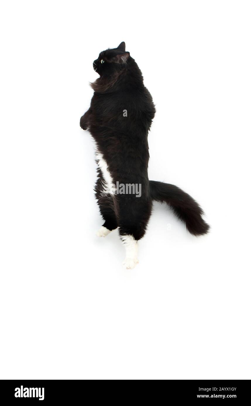 Black and White Siberian Domestic Cat, Female standing on Hind Legs, playing against White Background Stock Photo