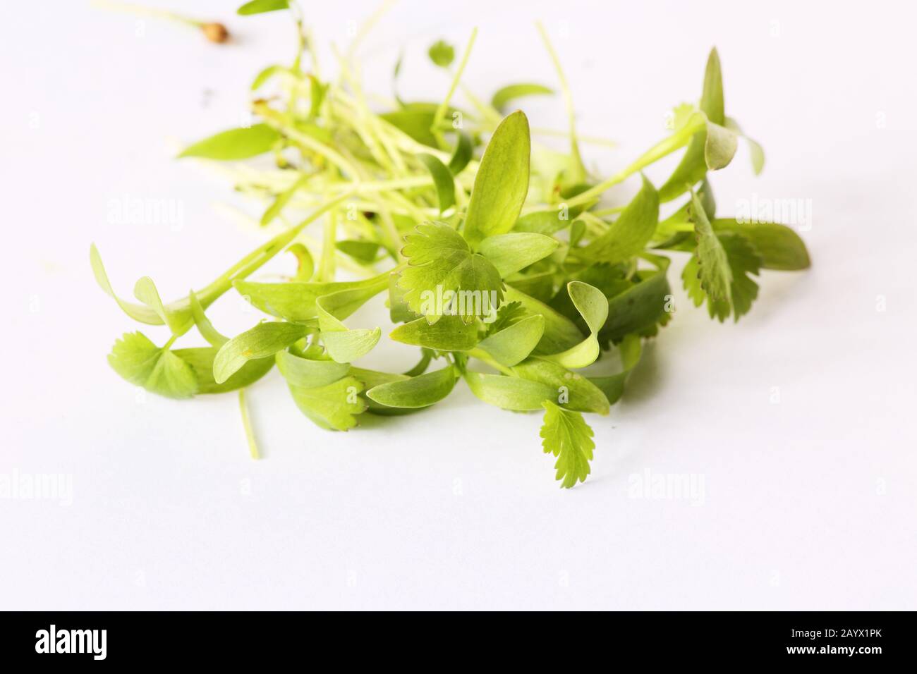 Closeup on healthy plant microgreens sprouts Stock Photo