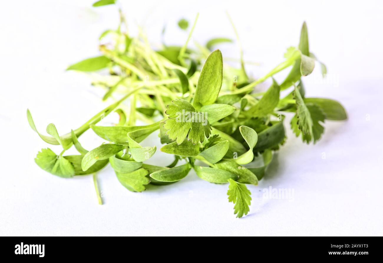 Closeup on healthy plant microgreens sprouts Stock Photo