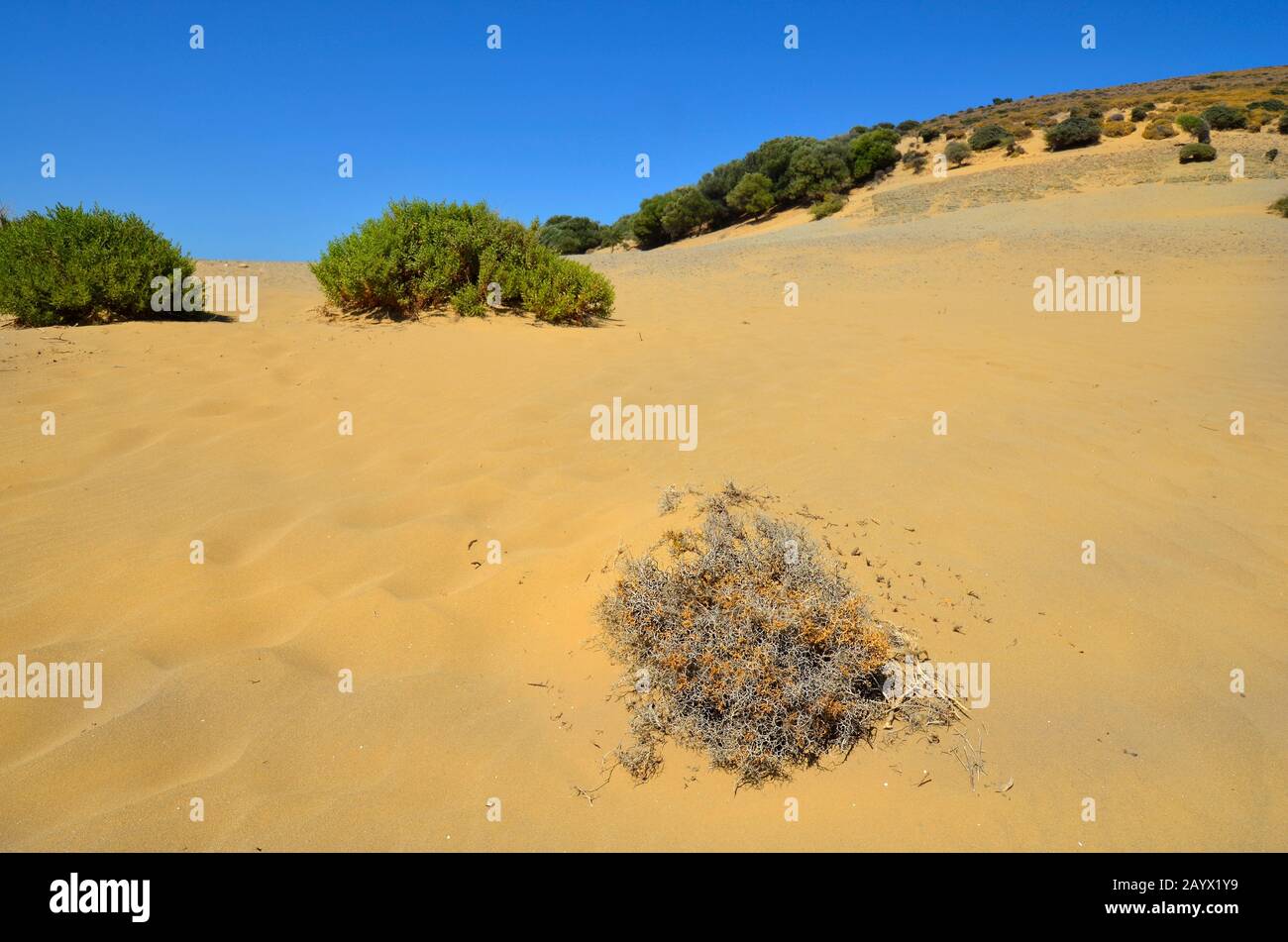 Greece, landscape and vegetation around Little Sahara aka Pachies Ammoudies on Lemnos island Stock Photo