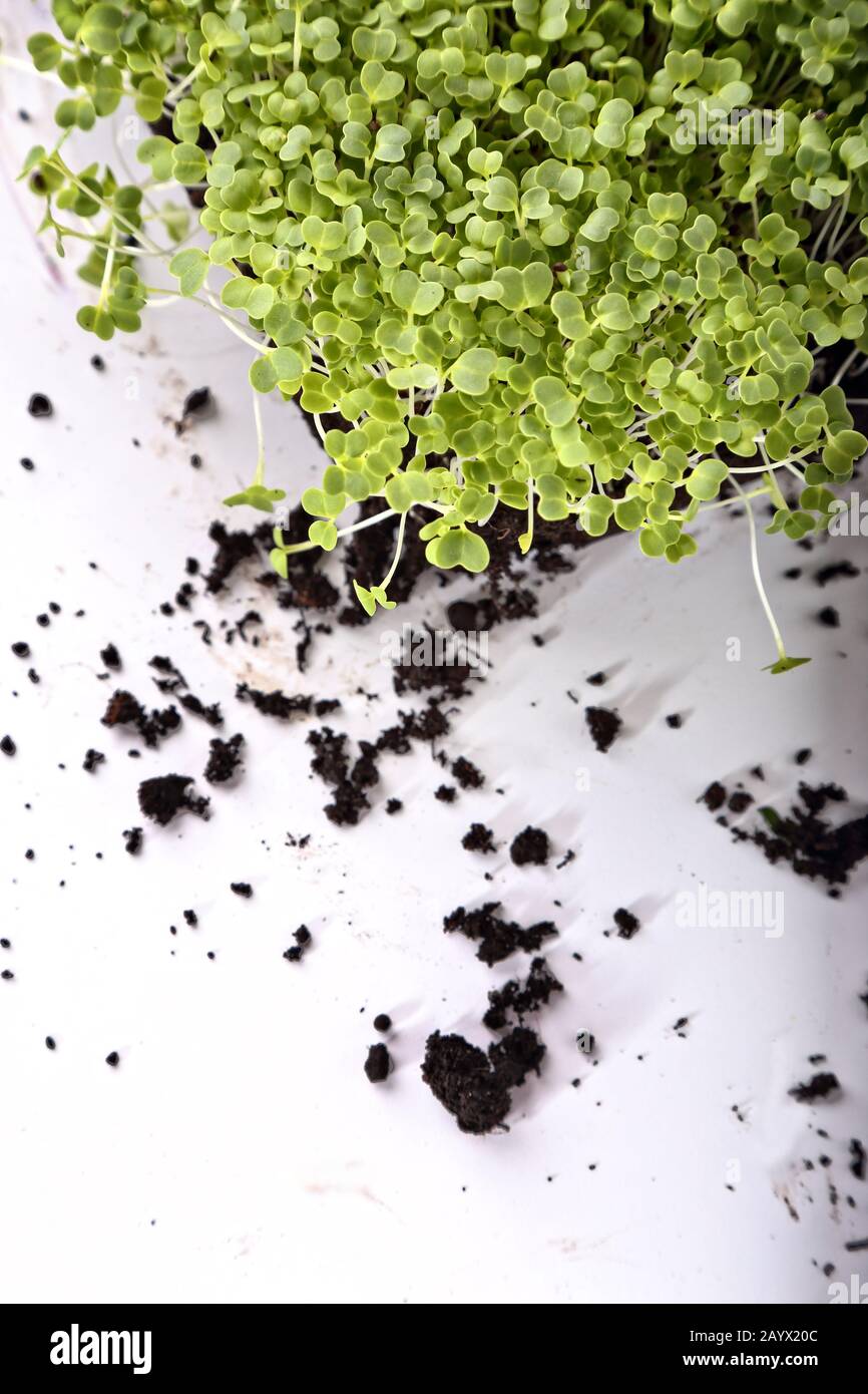 Broccoli super sprout hi-res stock photography and images - Alamy