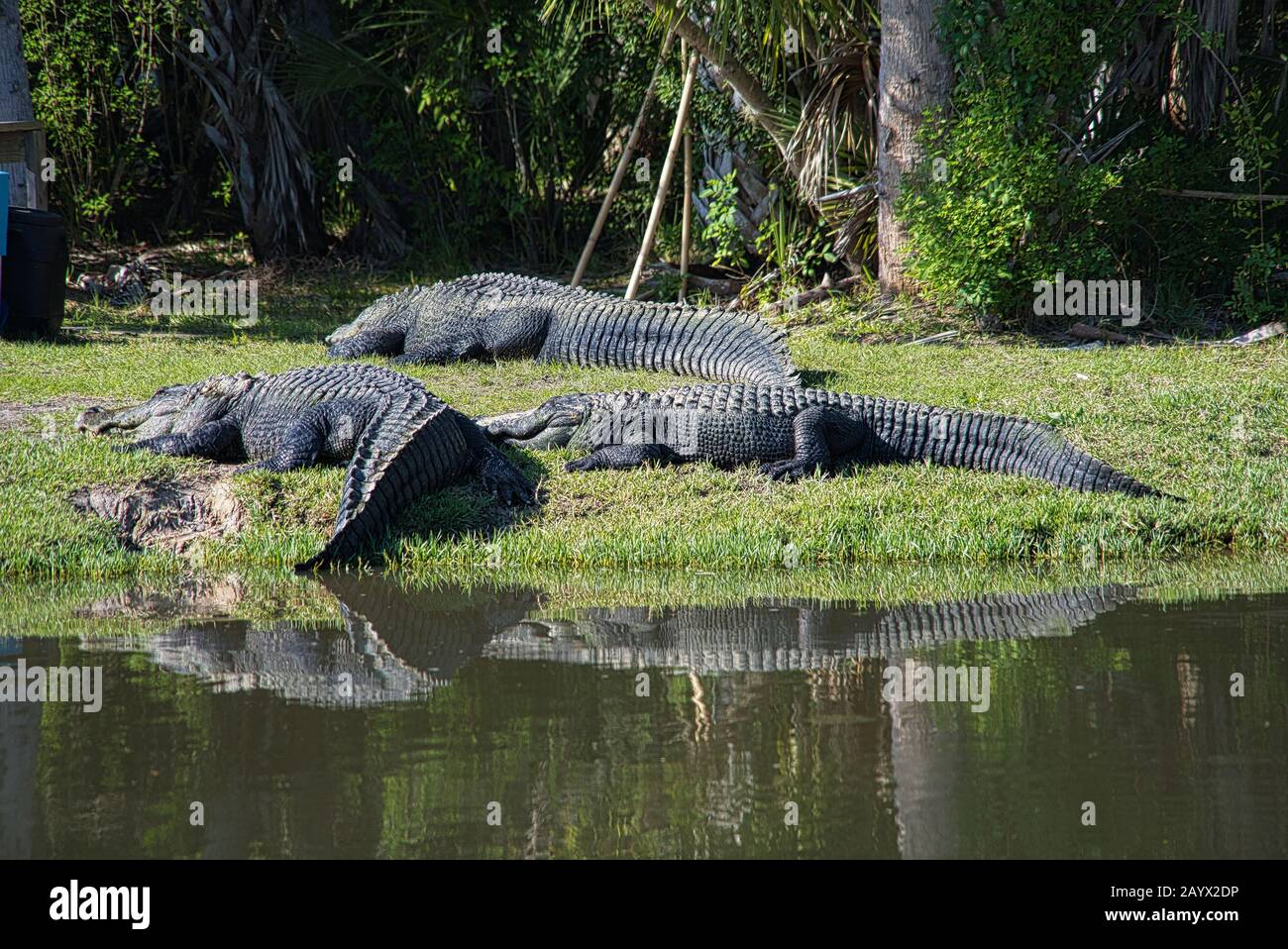 Three large alligators lie together in a meadow next to a river bank ...