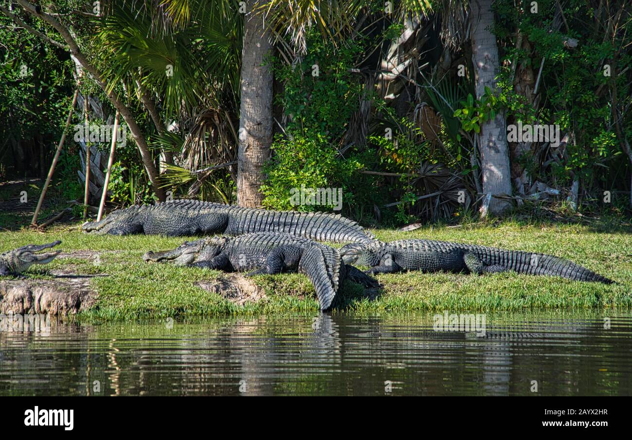 Three large alligators lie together in a meadow next to a river bank Stock Photo