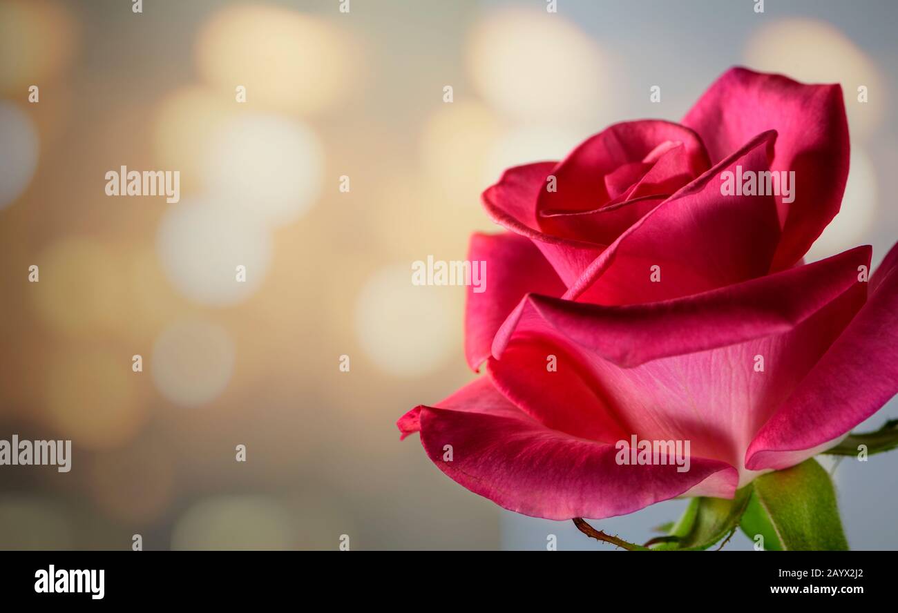 Single Pink Rose with soft bokeh warm lights in the background Stock Photo