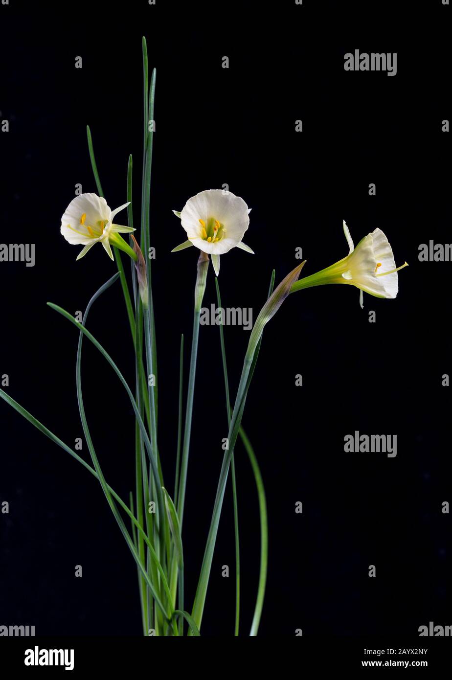 Narcissus bulbocodium 'Arctic Bells', a variety of Hoop Petticoat Daffodil, February Stock Photo