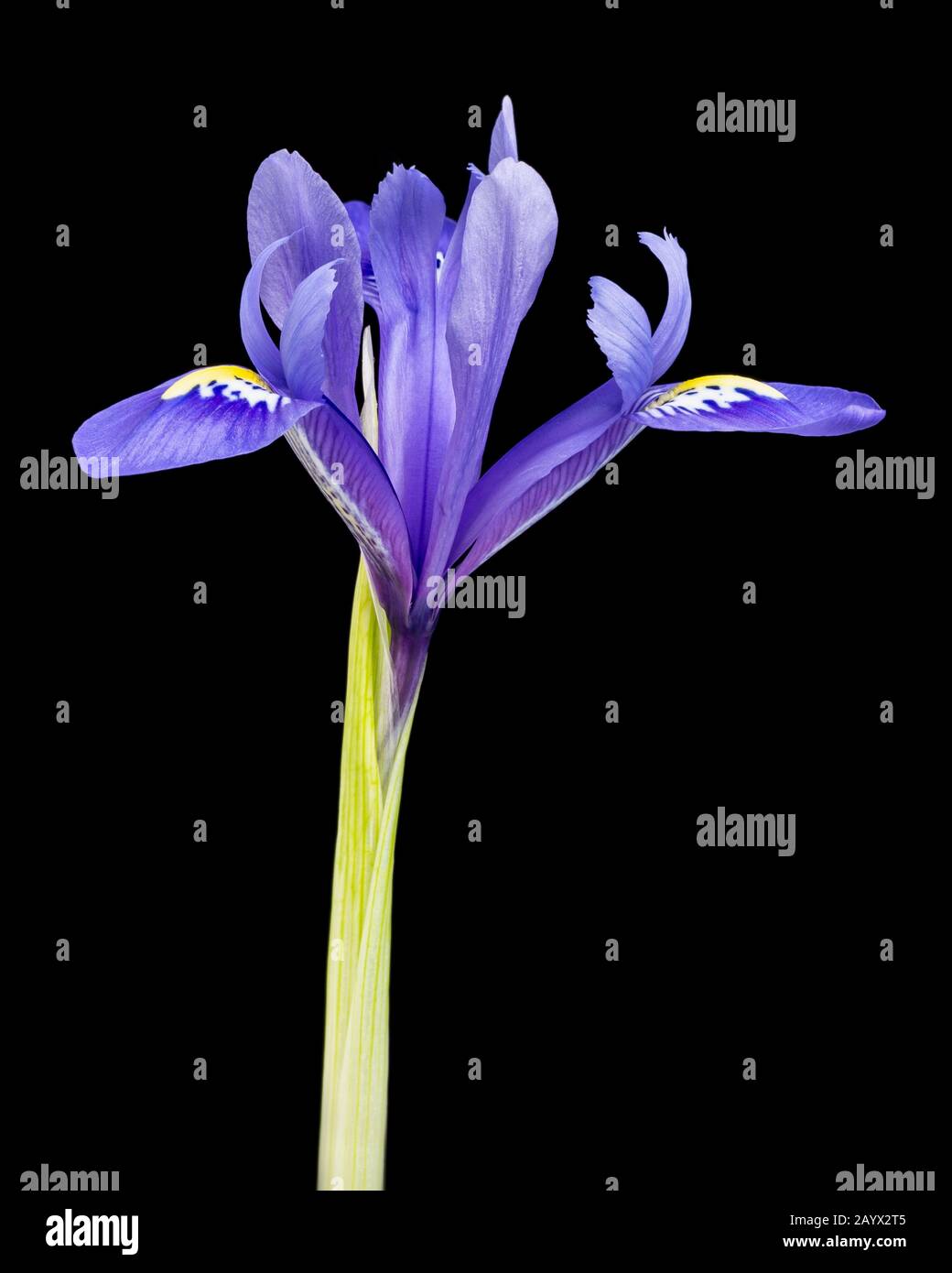 Iris reticulata, flowering indoors, January. Stock Photo
