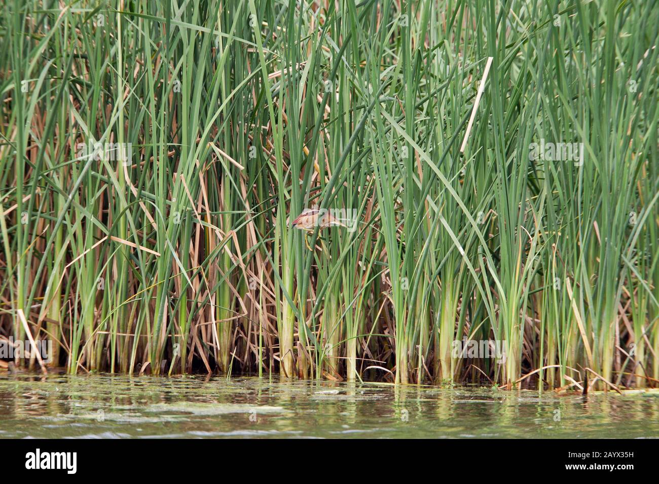 Least Bittern, Ixobrychus exilis, in a marsh, Estero Llano State Park, Weslaco, Texas, USA Stock Photo