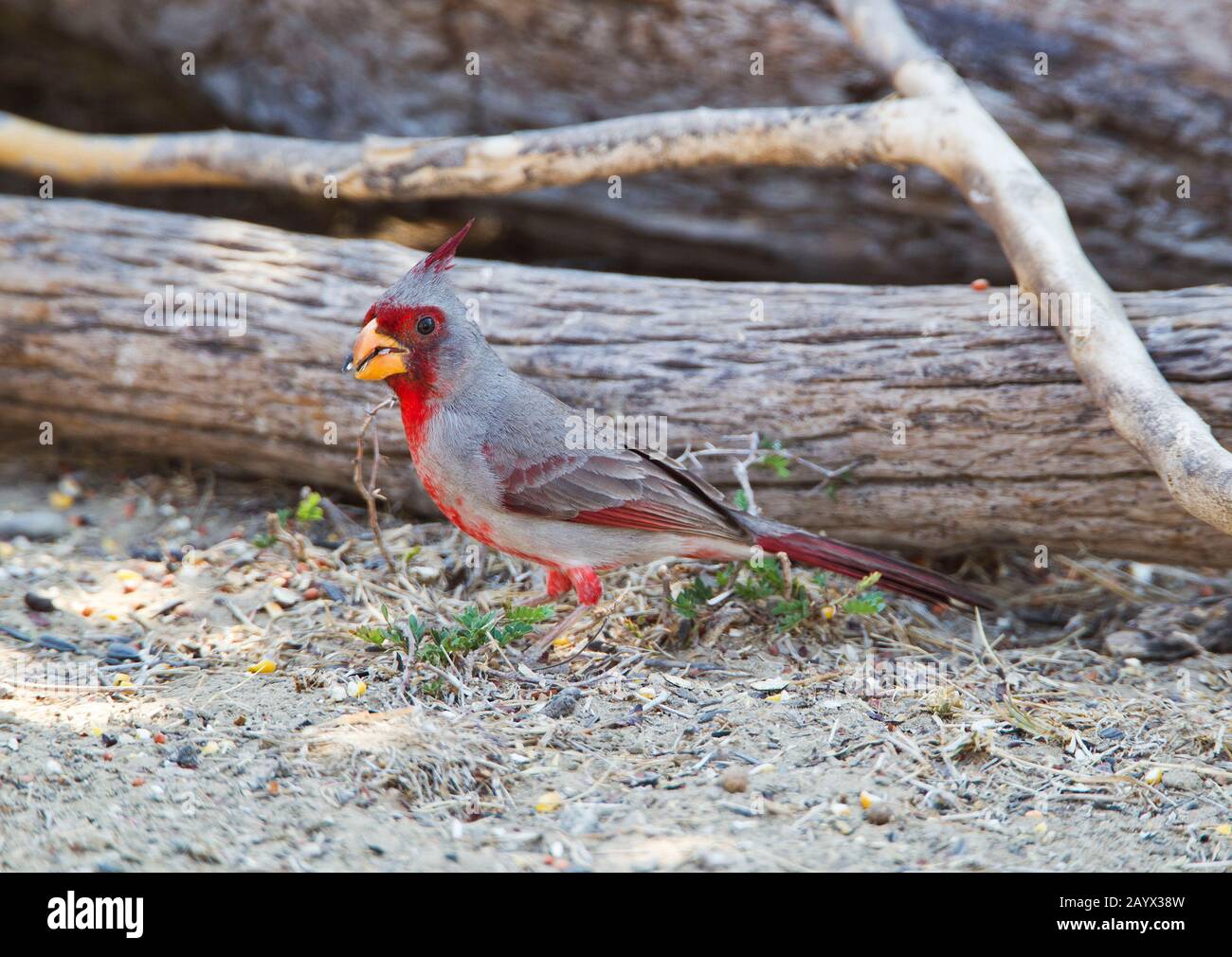 Pyrrhuloxia, Cardinalis sinuatus, male at Falcon State Park, Texas, USA Stock Photo