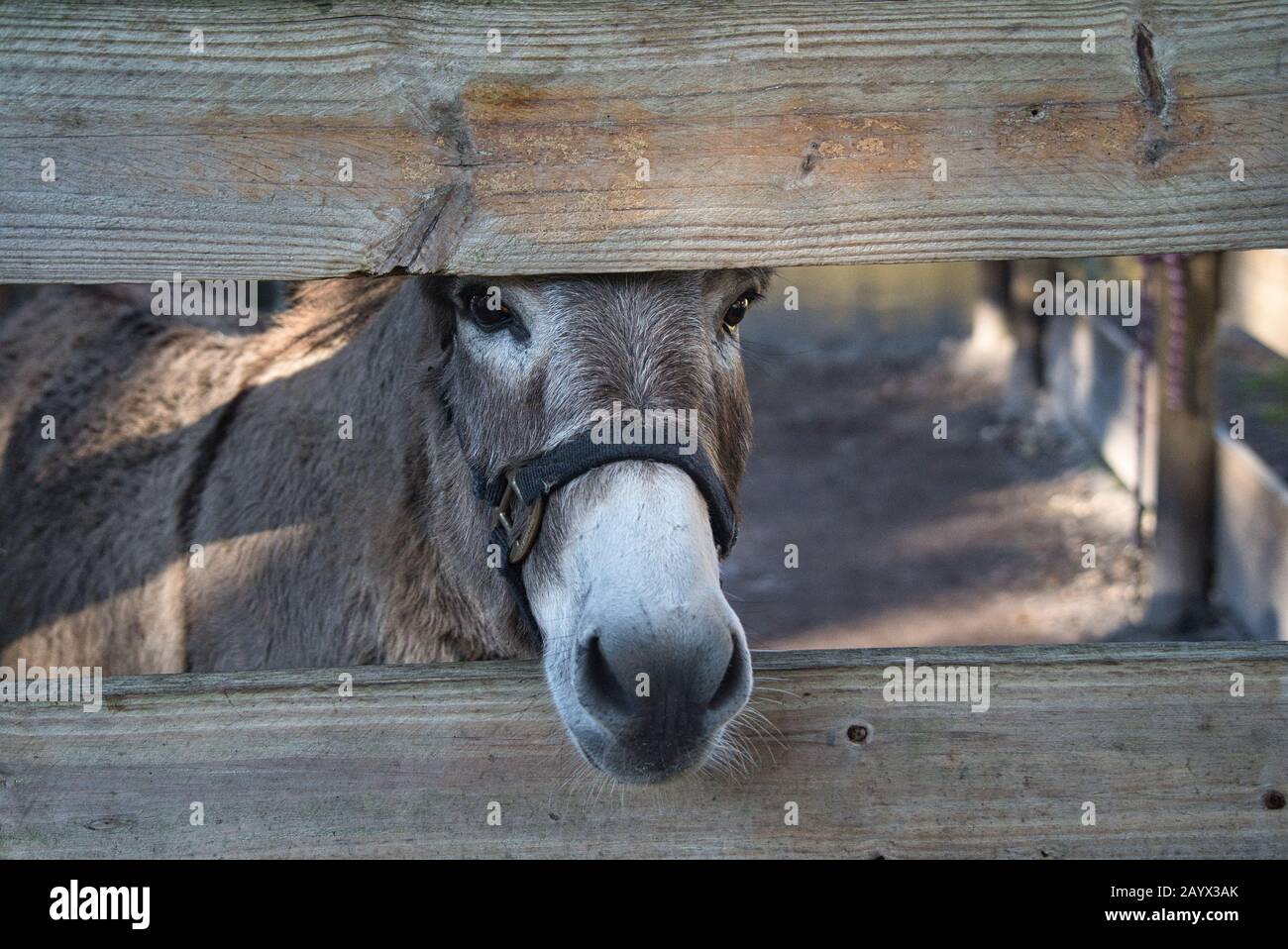 Portrait head of a brown donkey with sad black eye Stock Photo