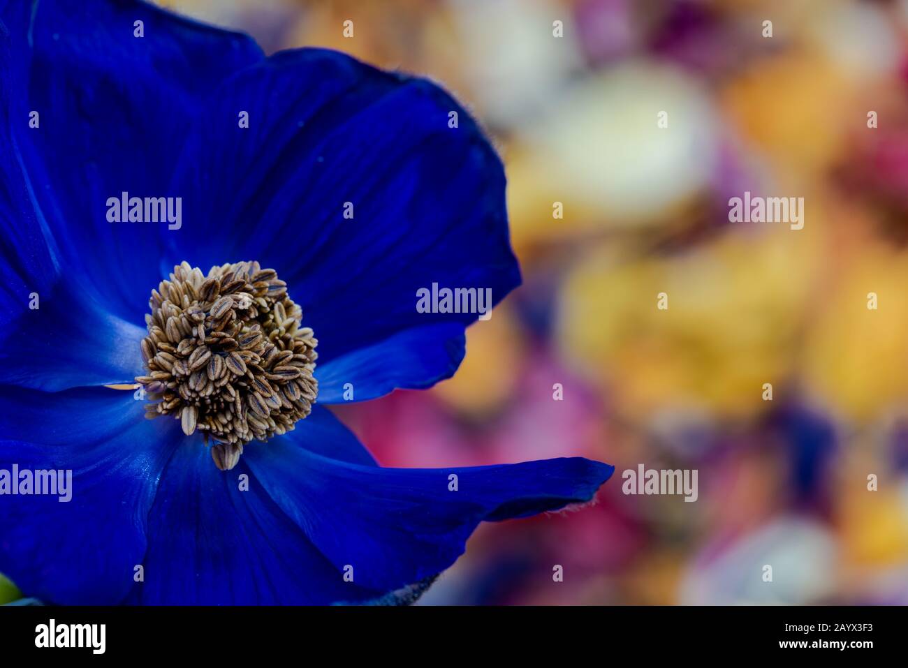 Isolated single deep blue anemone blossom macro on colorful blurred petals background Stock Photo