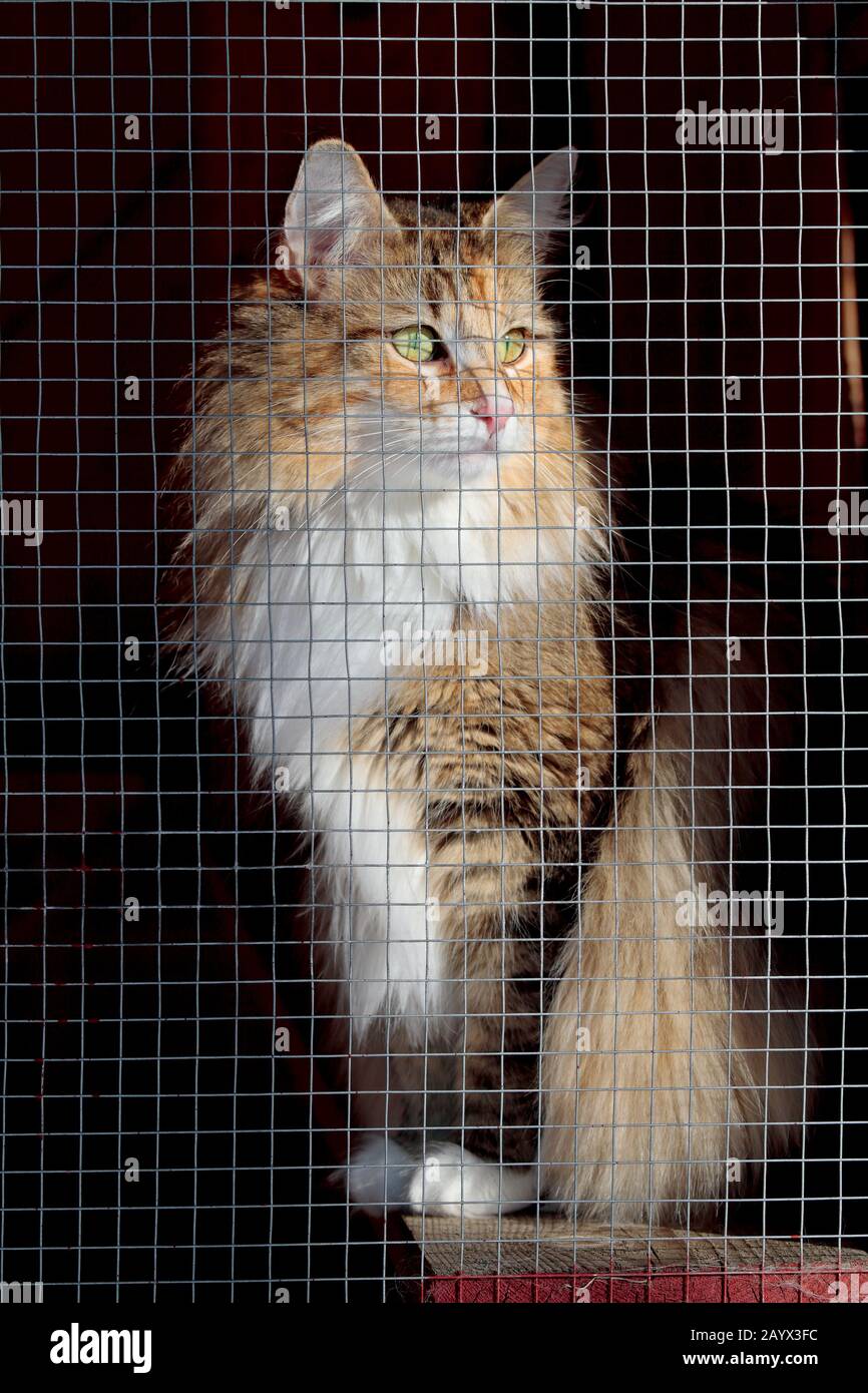 A sweet norwegian forest cat female sitting in her cat run looking out Stock Photo