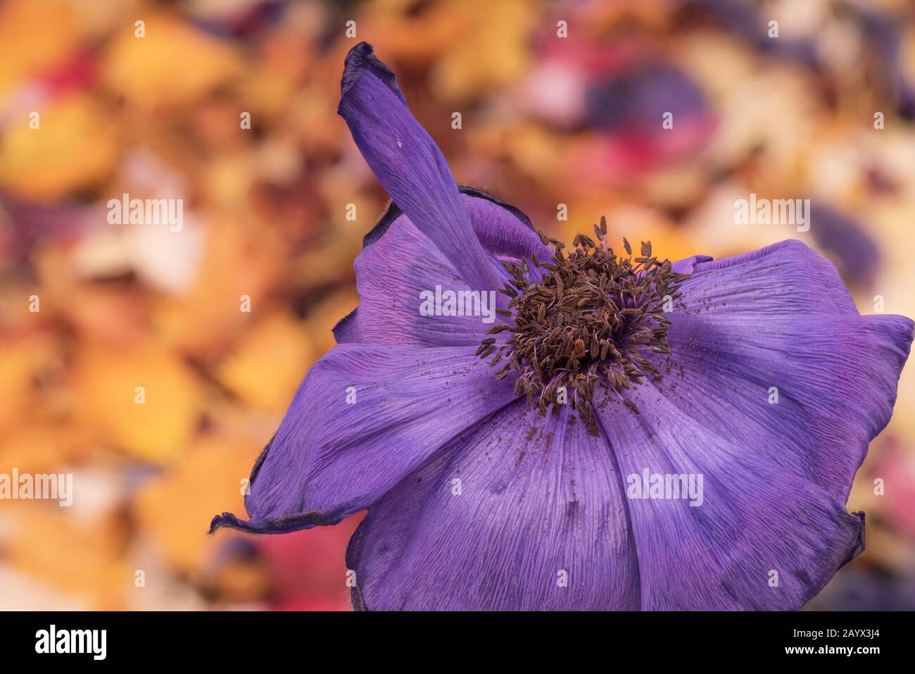 Violet blue anemone blossom on a blurred colorful bed of petals macro Stock Photo