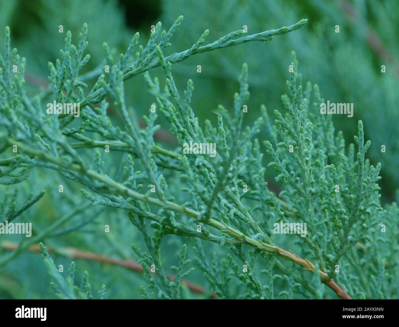 Creeping Juniper In Silver Blue Color In Selective Focus With Soft Blurry Background Cypress Branch Close Up Detail Low Angle View Freshness Stock Photo Alamy