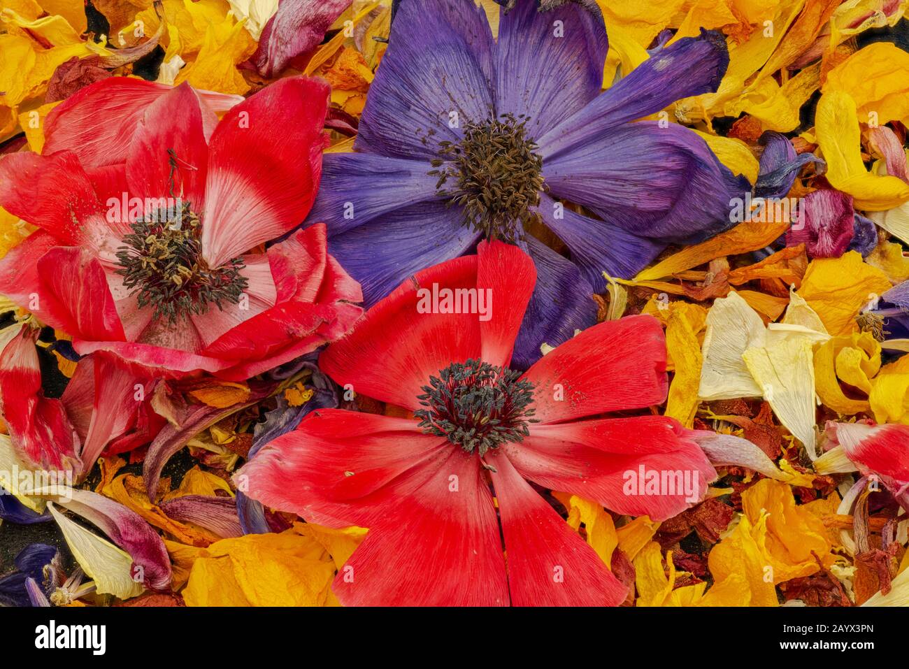 Three red and violet anemone blossoms on a colorful bed of petals macro Stock Photo