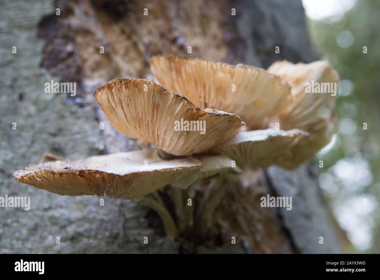 Cluster of Oyster mushrooms (Pleurotus ostreatus) growing on tree bark, Bishops Wood, St Andrews, Fife, Scotland. Stock Photo