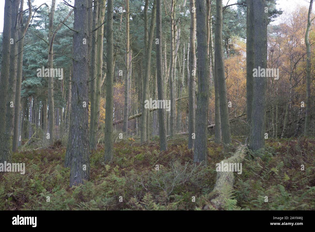 Autumnal colours of Kinaldy Forest, St Andrews, Fife, Scotland Stock Photo