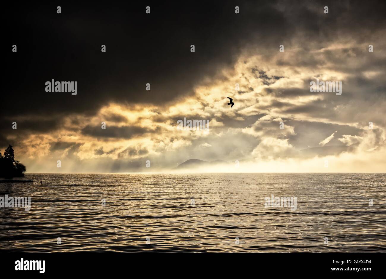 Lake Thun under a dark cloud with sunrays enlightening a fog bank and a flying gull Stock Photo