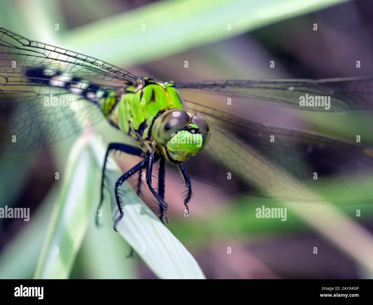 Eastern Pondhawk Dragonfly, Erythemis simplicicollis, macro. Stock Photo
