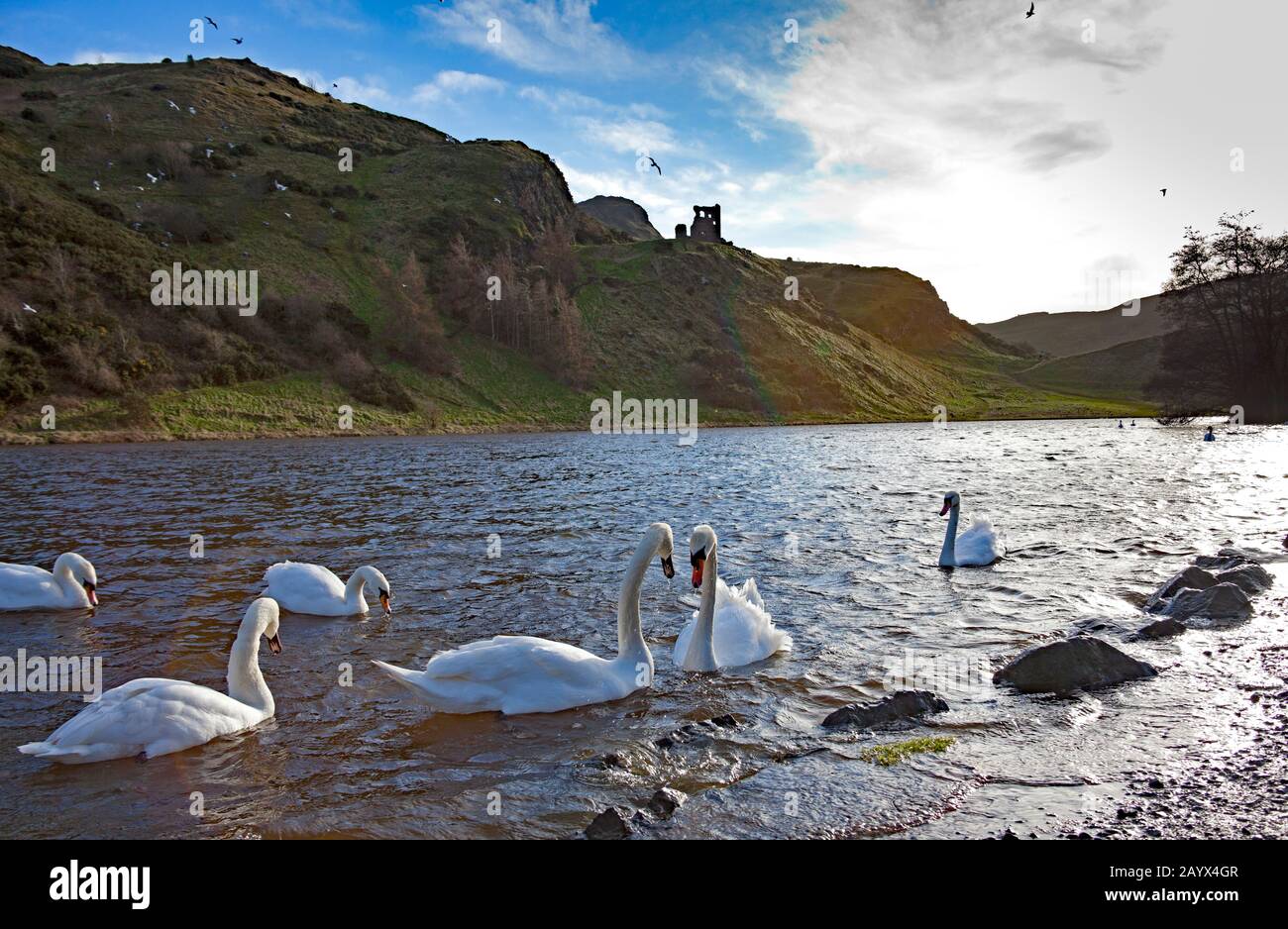 Holyrood Park, Edinburgh, Scotland, UK. 17th Feb. 2020. Sunshine and showers throughout the day with a brisk gusty wind. Mute Swans on St. Margarets Loch, which has overflowed onto the pavement due to exceptionally heavy overnight rain. St Anthony's Chapel in the background Stock Photo