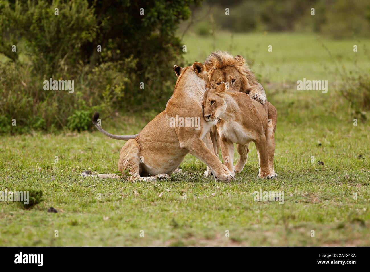 African Lion, panthera leo, Group at Masai Mara Park in Kenya Stock ...