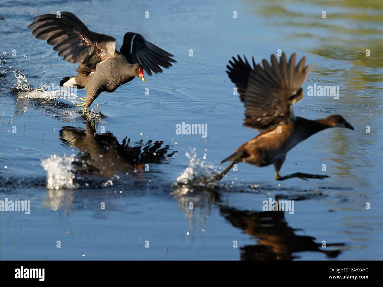 Common Moorhen or European Moorhen, gallinula chloropus, Adult and Immature in Flight, Taking off from Pond, Normandy Stock Photo