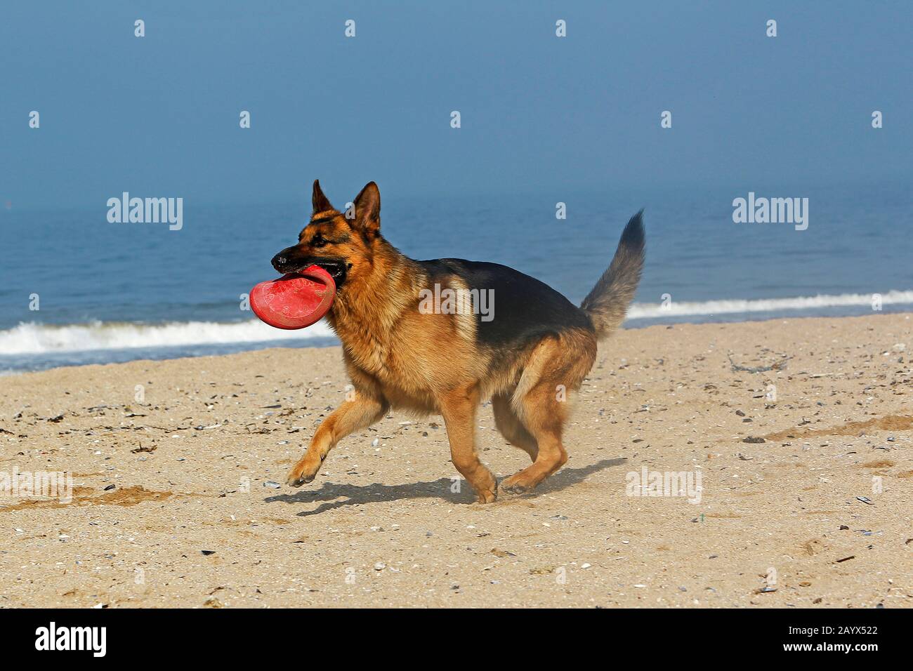 german shepherd frisbee