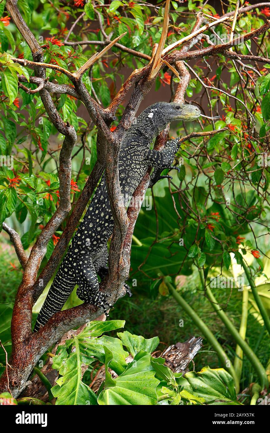 Crocodile monitor, varanus salvadorii, Adult perched in Tree Stock Photo