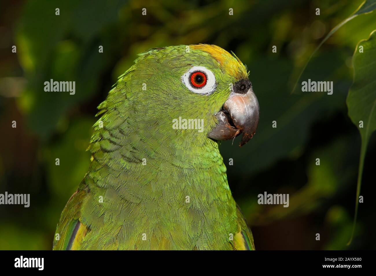Yellow-crowned Amazon Parrot, amazona ochrocephala, Adult, close-up of Head Stock Photo