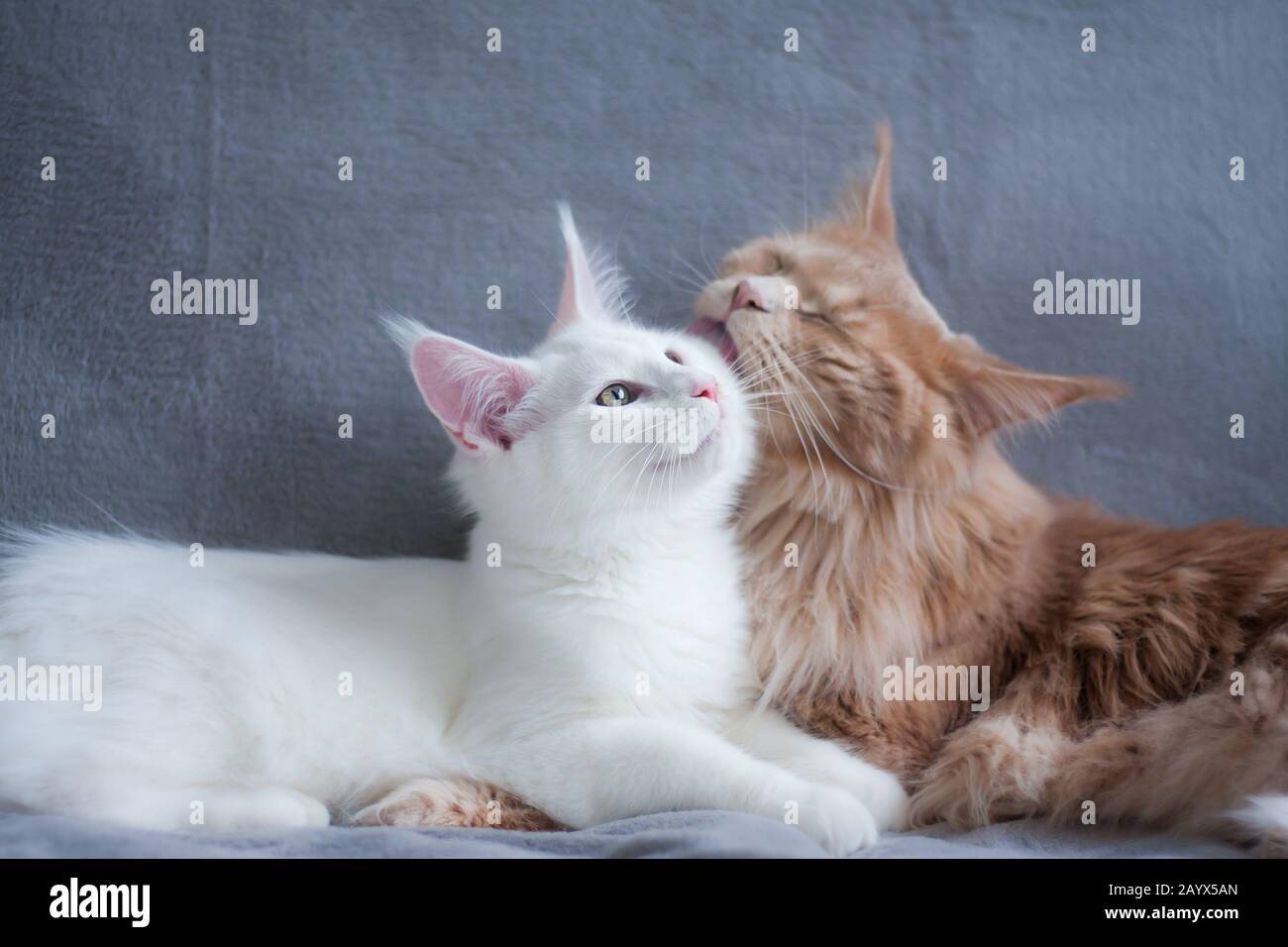 Two maine coon cats cleaning each other, one tabby adult and one deaf