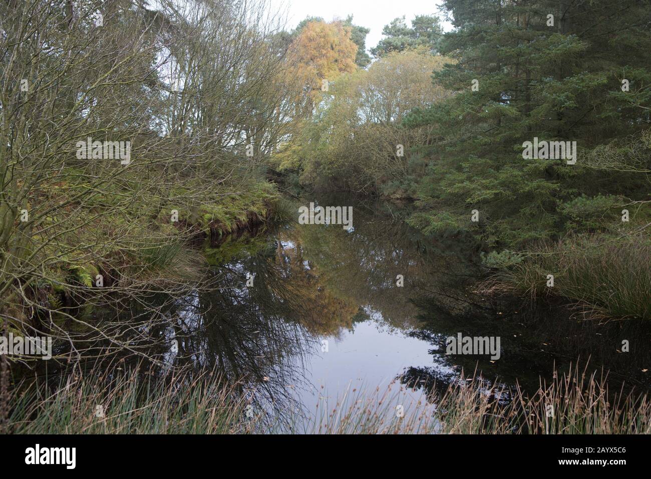 Dark waters of a woodland pond, surrounded by Autumnal colours, Kinaldy, St Andrews, Fife, Scotland. Stock Photo